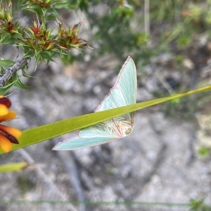 Chlorocoma dichloraria at Tennent, ACT - 4 Dec 2022