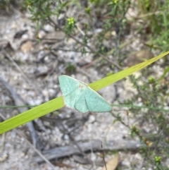 Chlorocoma dichloraria at Tennent, ACT - 4 Dec 2022