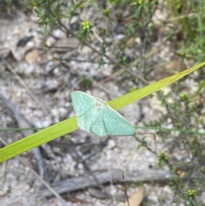 Chlorocoma dichloraria at Tennent, ACT - 4 Dec 2022