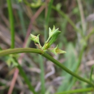 Rumex dumosus at Barton, ACT - 4 Dec 2022 01:40 PM