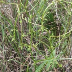 Rumex dumosus at Barton, ACT - 4 Dec 2022