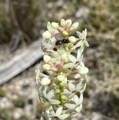 Psilota sp. (genus) (Hover fly) at Namadgi National Park - 4 Dec 2022 by AJB