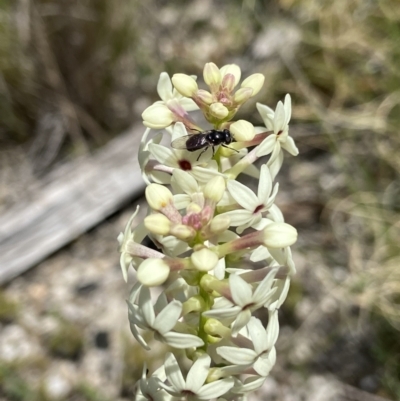 Psilota sp. (genus) (Hover fly) at Namadgi National Park - 4 Dec 2022 by AJB