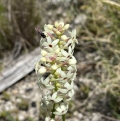 Psilota sp. (genus) at Tennent, ACT - 4 Dec 2022