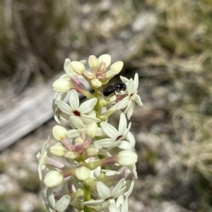 Psilota sp. (genus) at Tennent, ACT - suppressed