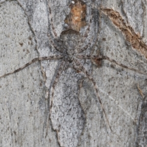 Tamopsis sp. (genus) at Bruce, ACT - 13 Sep 2022 02:23 PM