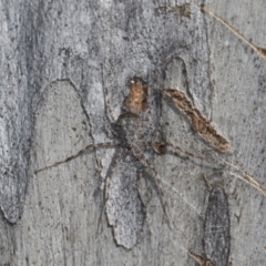 Tamopsis sp. (genus) at Bruce, ACT - 13 Sep 2022