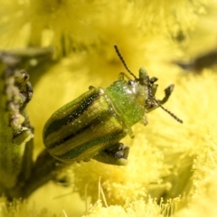 Calomela juncta (Leaf beetle) at Bruce Ridge to Gossan Hill - 13 Sep 2022 by AlisonMilton