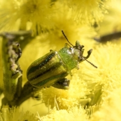 Calomela juncta at Bruce, ACT - 13 Sep 2022 01:26 PM