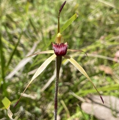 Caladenia montana (Mountain Spider Orchid) at Tharwa, ACT - 4 Dec 2022 by AJB