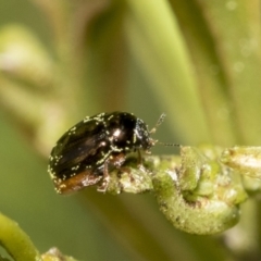 Ditropidus sp. (genus) (Leaf beetle) at Bruce Ridge to Gossan Hill - 13 Sep 2022 by AlisonMilton