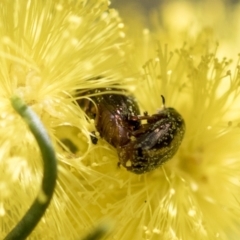 Ditropidus sp. (genus) at Bruce, ACT - 13 Sep 2022