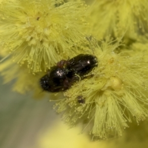 Ditropidus sp. (genus) at Bruce, ACT - 13 Sep 2022