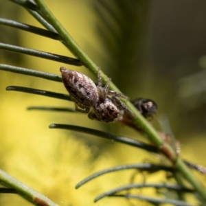 Opisthoncus grassator at Bruce, ACT - 13 Sep 2022