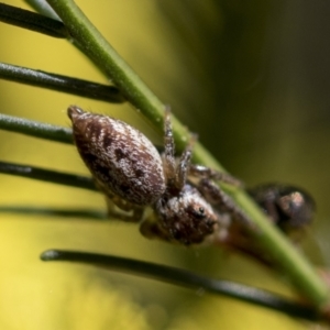 Opisthoncus grassator at Bruce, ACT - 13 Sep 2022