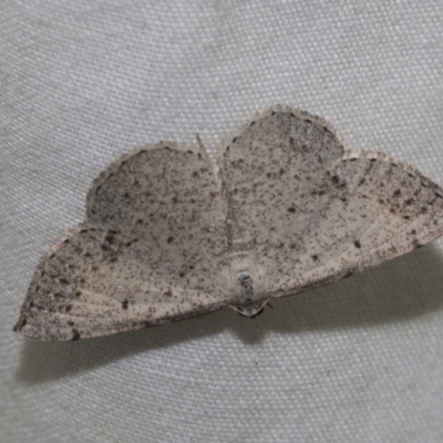 Taxeotis intextata (Looper Moth, Grey Taxeotis) at Higgins, ACT - 28 Nov 2022 by AlisonMilton