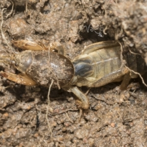 Gryllotalpa australis at Higgins, ACT - 1 Dec 2022 03:40 PM