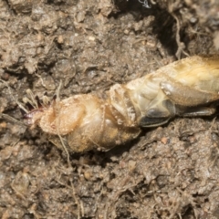 Gryllotalpa australis at Higgins, ACT - 1 Dec 2022