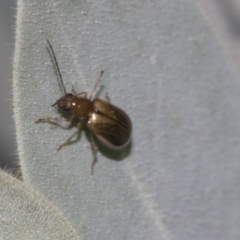 Galerucini sp. (tribe) (A galerucine leaf beetle) at Higgins, ACT - 26 Feb 2022 by AlisonMilton