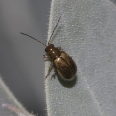 Galerucini sp. (tribe) at Higgins, ACT - 26 Feb 2022