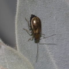 Galerucini sp. (tribe) at Higgins, ACT - 26 Feb 2022