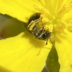 Lasioglossum sp. (genus) at Tennent, ACT - suppressed