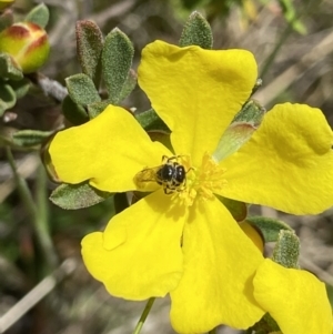 Lasioglossum sp. (genus) at Tennent, ACT - suppressed