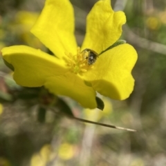 Lasioglossum sp. (genus) at Tennent, ACT - suppressed