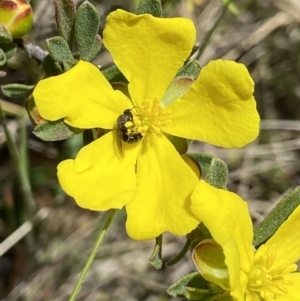 Lasioglossum sp. (genus) at Tennent, ACT - suppressed