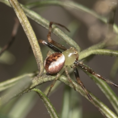 Australomisidia pilula (Lozenge-shaped Flower Spider) at Bruce, ACT - 13 Sep 2022 by AlisonMilton