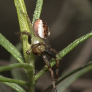 Australomisidia pilula at Bruce, ACT - 13 Sep 2022