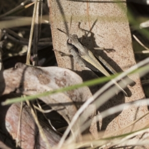 Cryptobothrus chrysophorus at Bruce, ACT - 13 Sep 2022