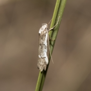 Philobota stella at Bruce, ACT - 13 Sep 2022 02:00 PM