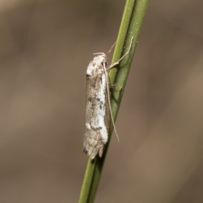 Philobota stella (A concealer moth) at Bruce, ACT - 13 Sep 2022 by AlisonMilton