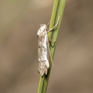 Philobota stella at Bruce, ACT - 13 Sep 2022