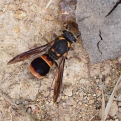 Paralastor sp. (genus) (Potter Wasp) at Murrumbateman, NSW - 1 Dec 2022 by SimoneC