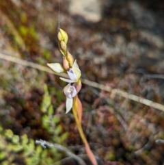 Thelymitra sp. (A Sun Orchid) at Tennent, ACT - 4 Dec 2022 by Rebeccajgee