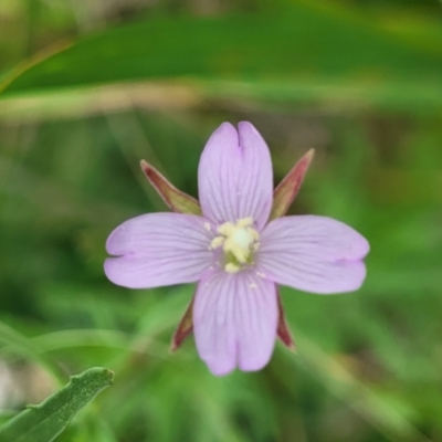 Epilobium billardiereanum (Willowherb) at Belconnen, ACT - 4 Dec 2022 by trevorpreston