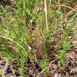 Epilobium billardiereanum at Belconnen, ACT - 4 Dec 2022