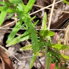 Epilobium billardiereanum at Belconnen, ACT - 4 Dec 2022