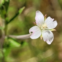 Epilobium billardiereanum at Belconnen, ACT - 4 Dec 2022 01:42 PM