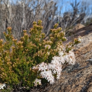 Calytrix tetragona at Tennent, ACT - 4 Dec 2022 04:38 PM