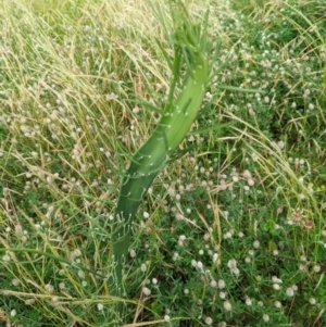 Chondrilla juncea at Wright, ACT - 5 Nov 2022