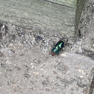 Lamprima aurata at Theodore, ACT - 3 Dec 2022