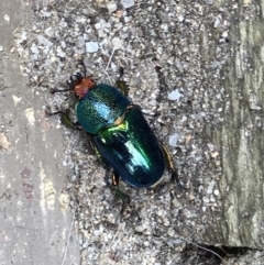 Lamprima aurata at Theodore, ACT - 3 Dec 2022