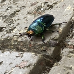 Lamprima aurata at Theodore, ACT - 3 Dec 2022