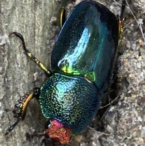 Lamprima aurata at Theodore, ACT - 3 Dec 2022