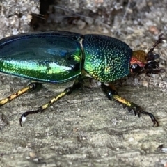 Lamprima aurata at Theodore, ACT - 3 Dec 2022