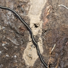 Caenoplana coerulea (Blue Planarian, Blue Garden Flatworm) at Bruce, ACT - 13 Sep 2022 by AlisonMilton