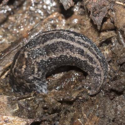 Limax maximus (Leopard Slug, Great Grey Slug) at GG33 - 13 Sep 2022 by AlisonMilton